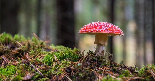 14 copii s-au intoxicat cu ciuperci pe parcursul lunii curente. Recomandările specialiștilor