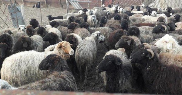 După ce au devorat oi la Florești, lupii au migrat și în alte raioane