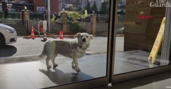 O cățelușă a așteptat șase zile în fața unui spital din Turcia, în care stăpânul ei era internat. Revederea a fost cu multe emoții (VIDEO)
