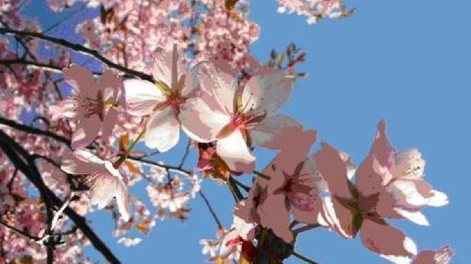 Creștinii ortodocși sărbătoresc Duminica Floriilor: semnificație și tradiții