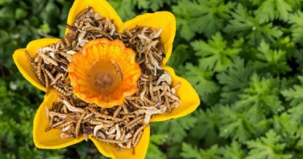 Viermii de făină au devenit aliment în UE. Statele membre au aprobat, în premieră, o insectă pentru consum uman