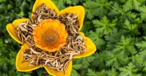 Viermii de făină au devenit aliment în UE. Statele membre au aprobat, în premieră, o insectă pentru consum uman