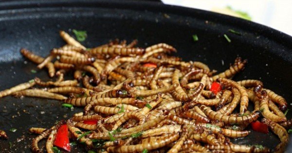 Viermii de făină au devenit aliment în UE. Statele membre au aprobat, în premieră, o insectă pentru consum uman