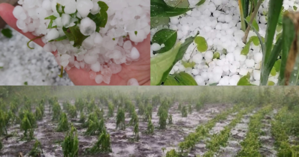 Peste 500 de hectare de livezi și culturi agricole au fost distruse de ploi în raioanele Ungheni și Soroca