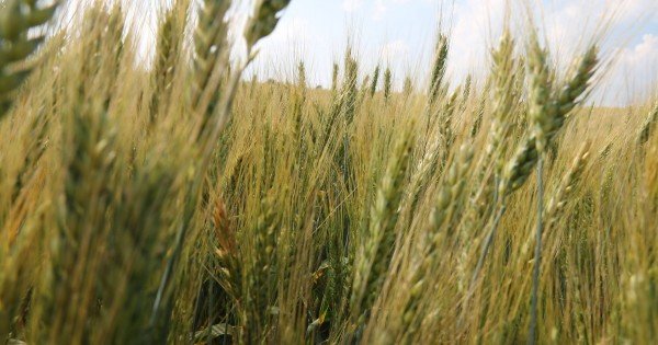 Vremea de afară le-a dat bătăi de cap fermierilor. Recoltarea cerealelor a început cu 14 zile mai târziu