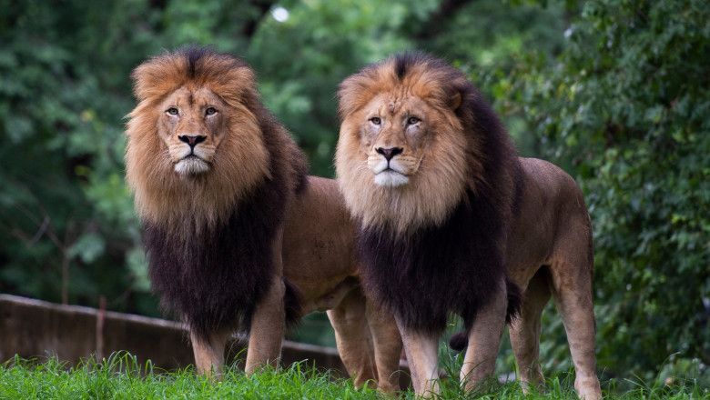 Șase lei și trei tigri de la grădina zoologică din Washington au fost testați pozitiv la coronavirus