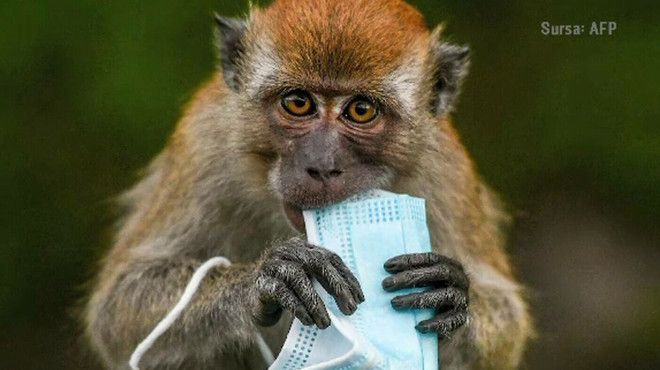 OMS a anunțat noul nume pentru variola maimuței după acuzațiile că denumirea bolii ar fi rasistă