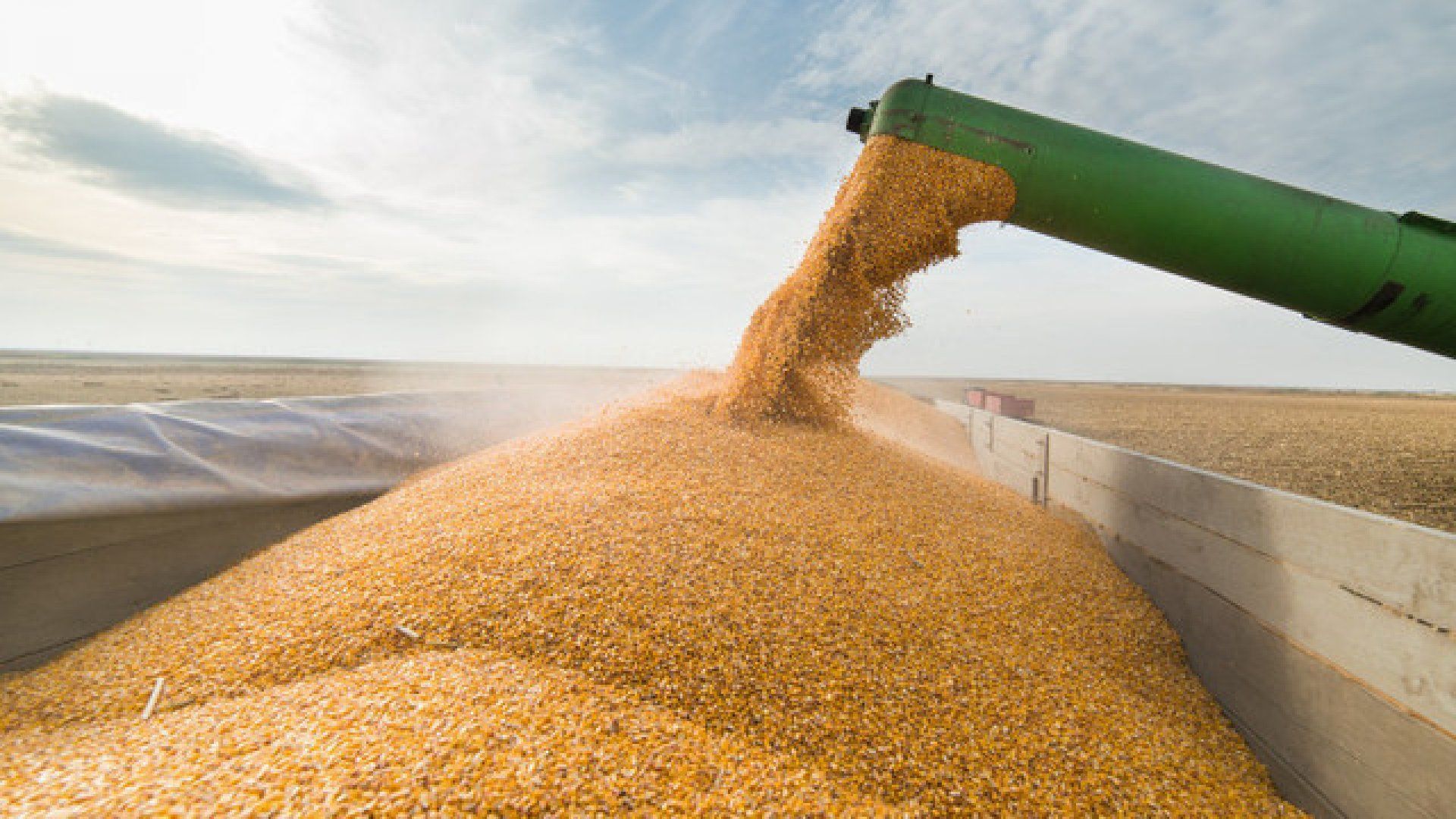 Ucraina: Exporturile de cereale au scăzut anul acesta cu aproape 30%