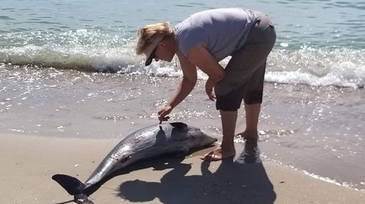 VIDEO // Volodimir Zelenski: Mii de delfini din Marea Neagră au murit din cauza invaziei ruse