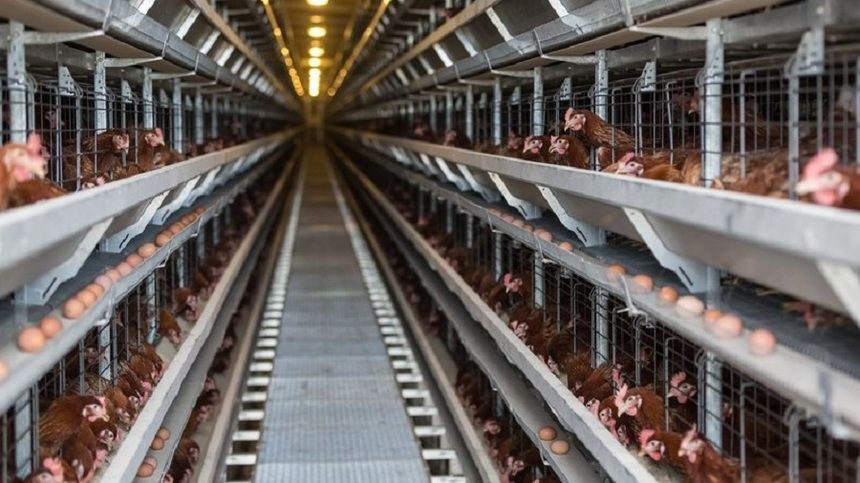 Republica Moldova a obținut, în premieră, dreptul să exporte carne procesată de pasăre și ouă de consum în Uniunea Europeană