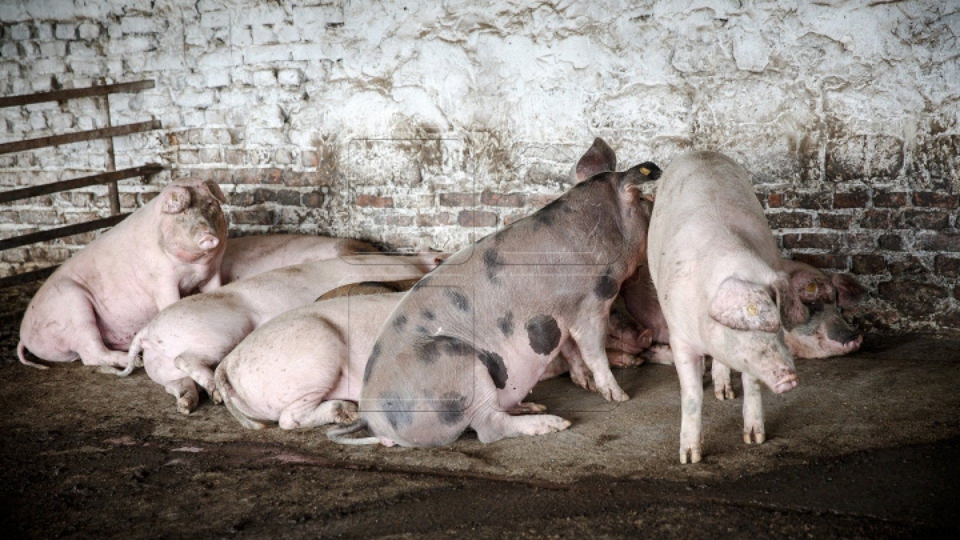 Patru focare de pestă porcină africană, înregistrate pe teritoriul R. Moldova