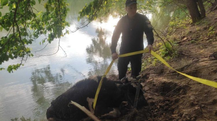 Pompierii din Ungheni au salvat o vacă de 500 kg din râul Prut