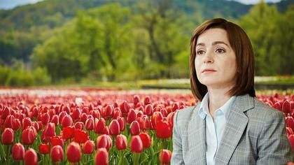 Lalele „Maia Sandu”. În Țările de Jos, un nou soi de tulipe a fost denumit în cinstea președintei Republicii Moldova