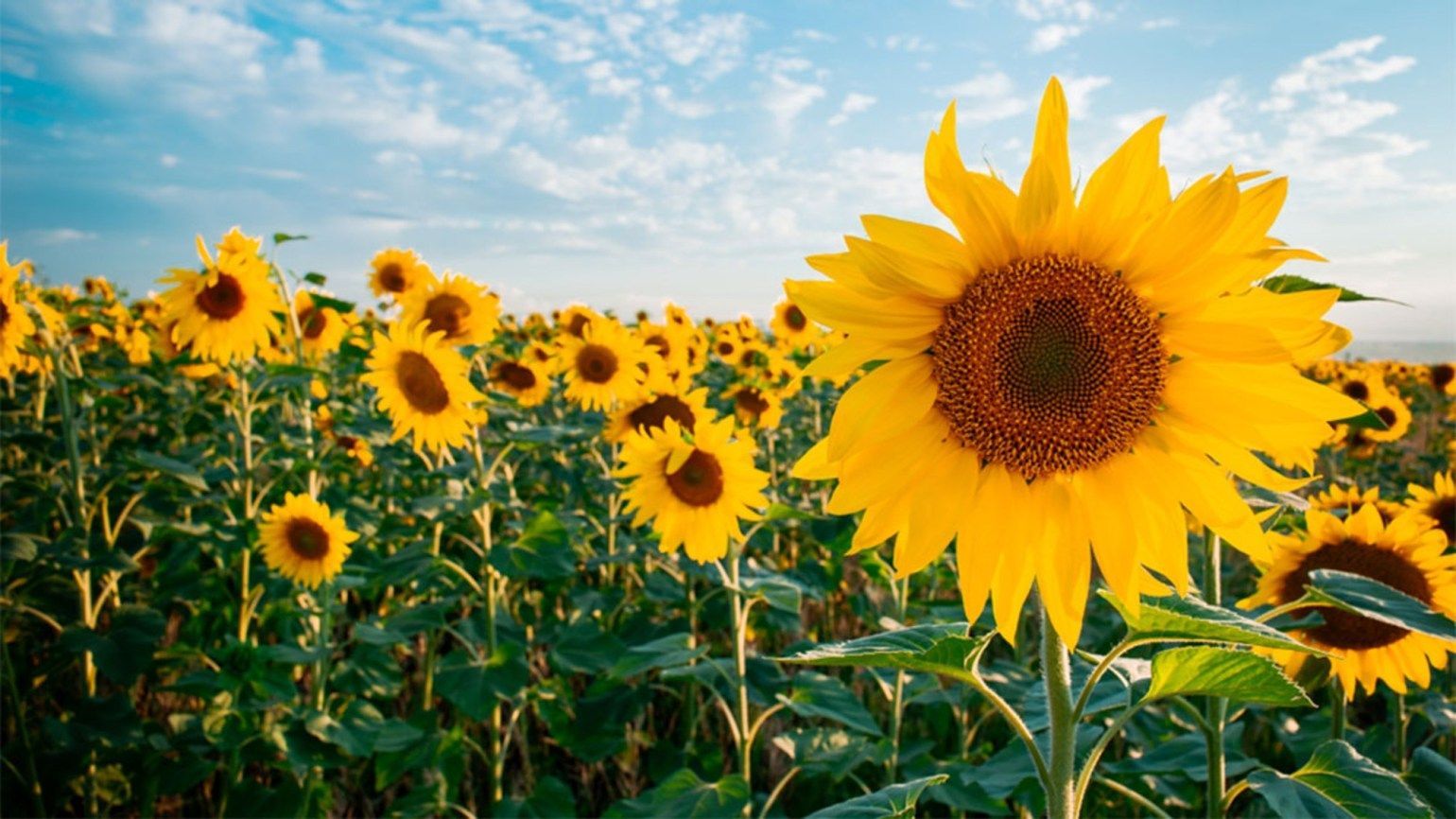 Forța Fermierilor cere să fie interzis importul de floarea soarelui în Republica Moldova: În caz contrar protestele sunt inevitabile
