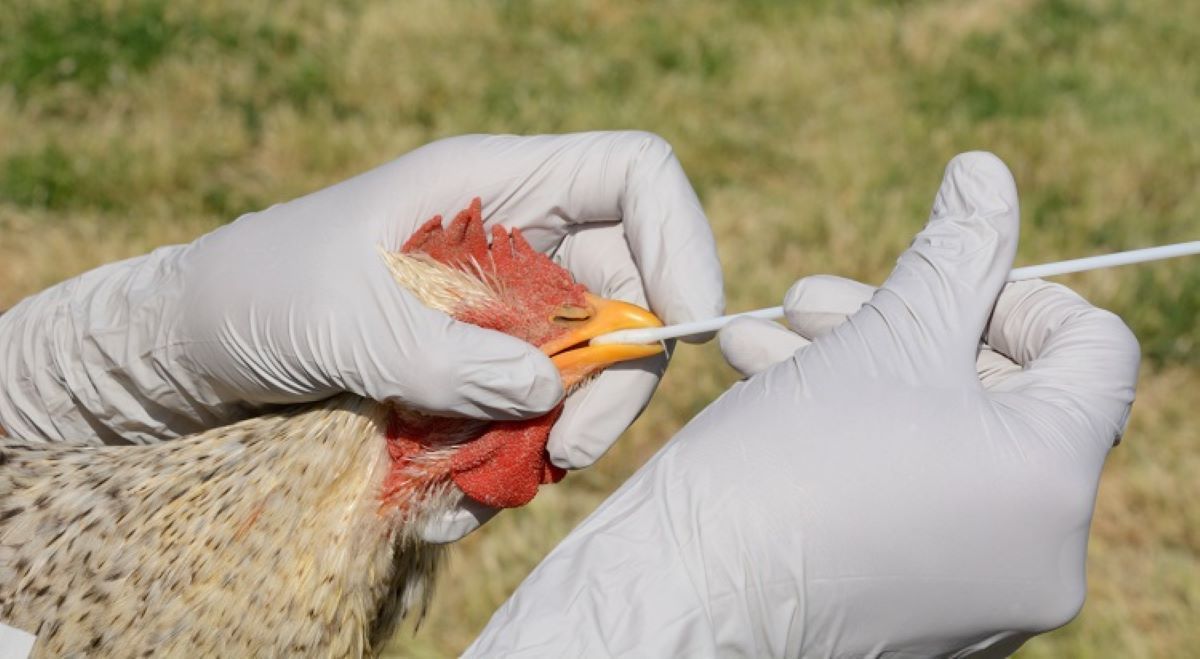 Cinci focare de gripă aviară și un caz de rabie, înregistrate în R.Moldova. Recomandările ANSA