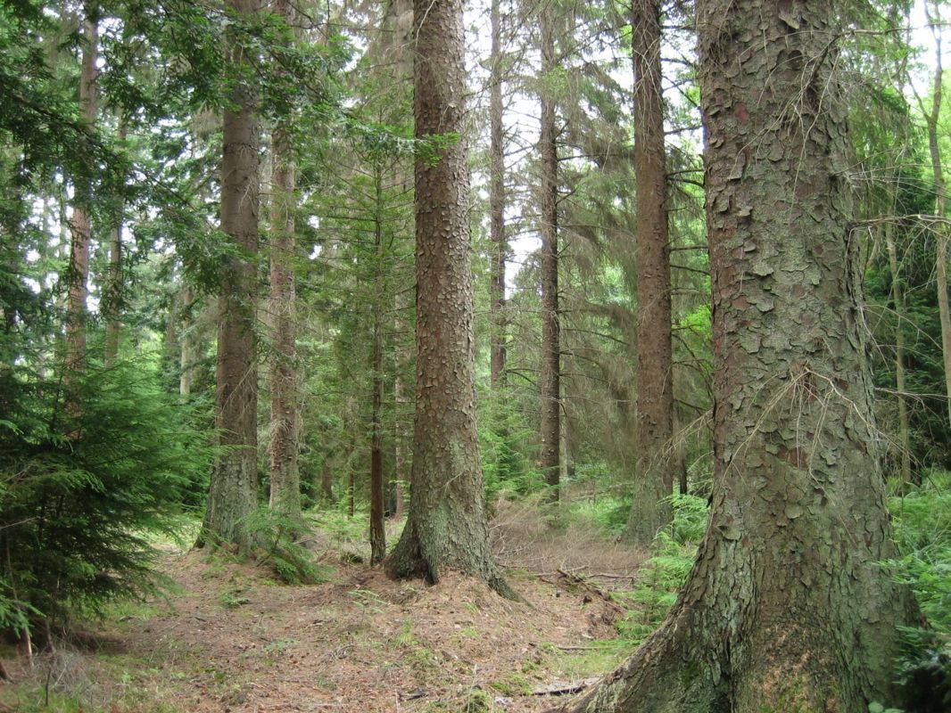 Pădurile Moldovei, mai protejate? Noul Cod Silvic a fost aprobat de Parlament