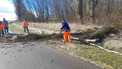 Copaci doborâți și mașini avariate. Vântul puternic face ravagii azi pe întreg teritoriul Republicii Moldova