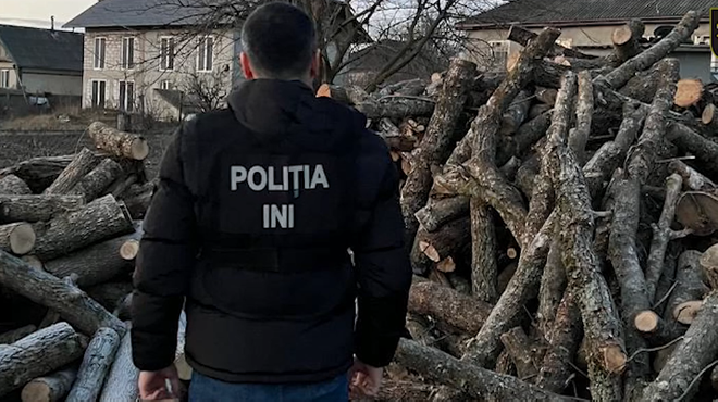 Lemne de peste 100.000 lei, vândute ilegal de angajați Moldsilva. Director și doi subalterni – în judecată