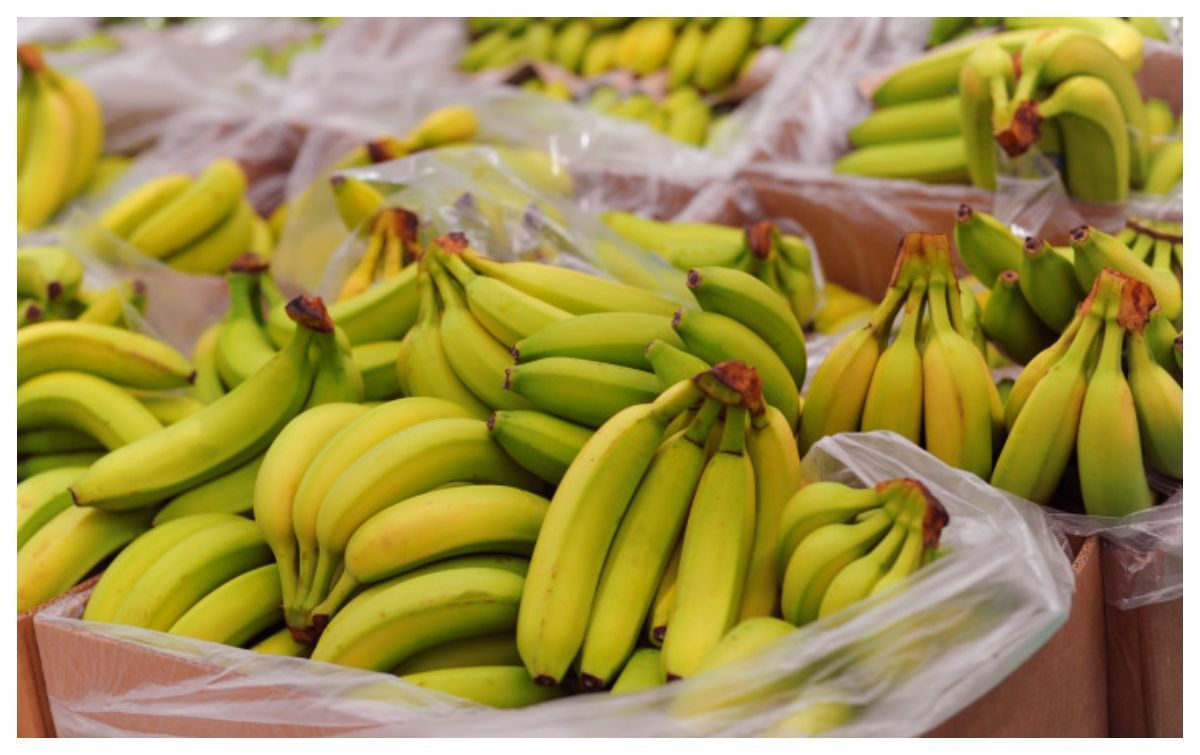 Un lot de peste 23 de tone de banane, retras de pe piață după ce s-a descoperit că depășește limita maximă a unui pesticid