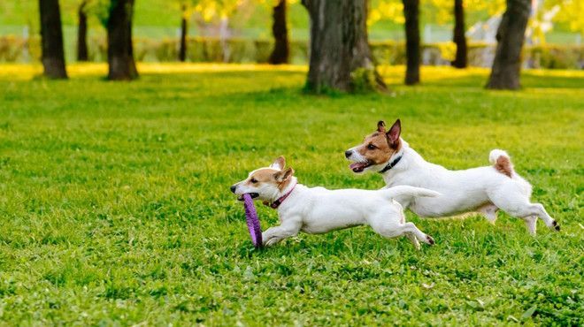 Municipalitatea amenajează zone speciale pentru plimbatul animalelor de companie