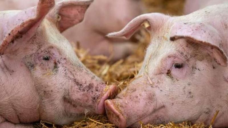 Focar de pestă porcină africană, depistat într-o fermă din raionul Sângerei: ANSA oferă recompensă pentru fiecare mistreț notificat