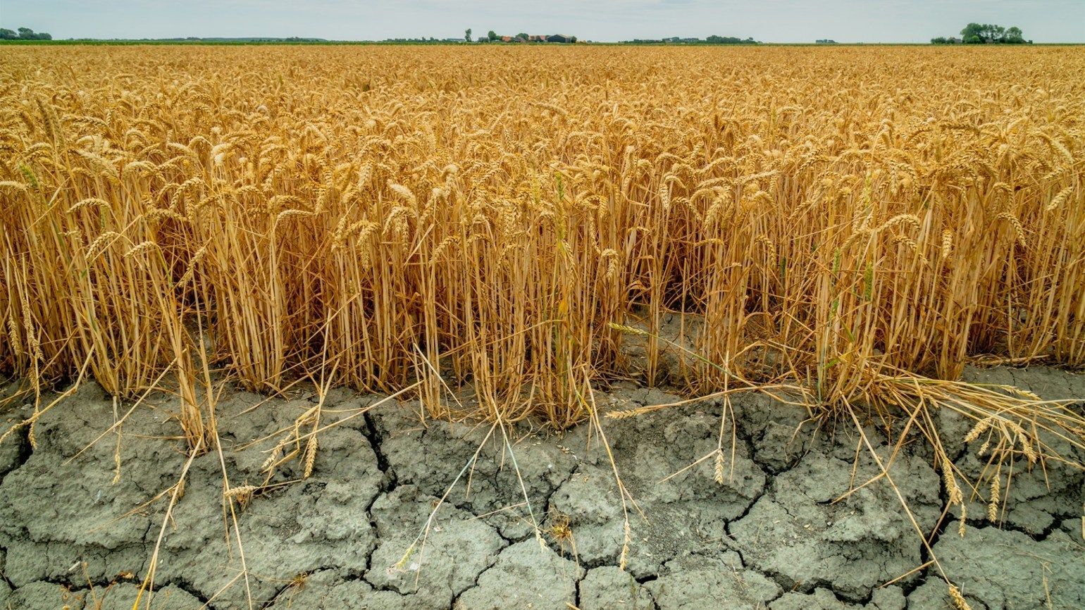 Stare critică în agricultură! Fermierii cer instituirea stării excepționale și amenință cu proteste