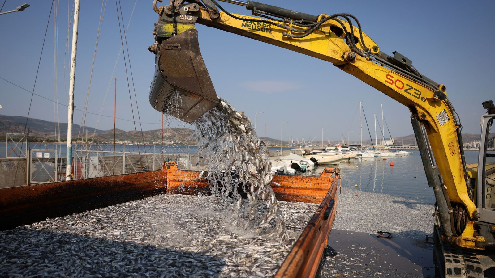 Un port turistic din Grecia, „inundat” de sute de mii de peşti morţi: Zona afectată se întinde pe kilometri întregi, iar mirosul exasperează localnicii