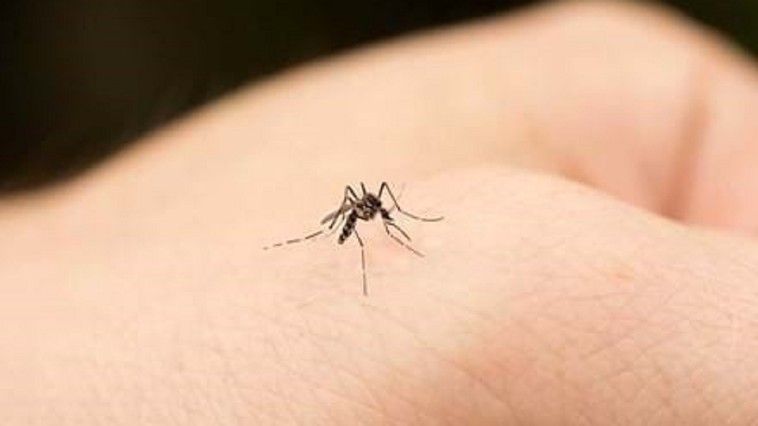 Două cazuri de infecție cu virusul West Nile