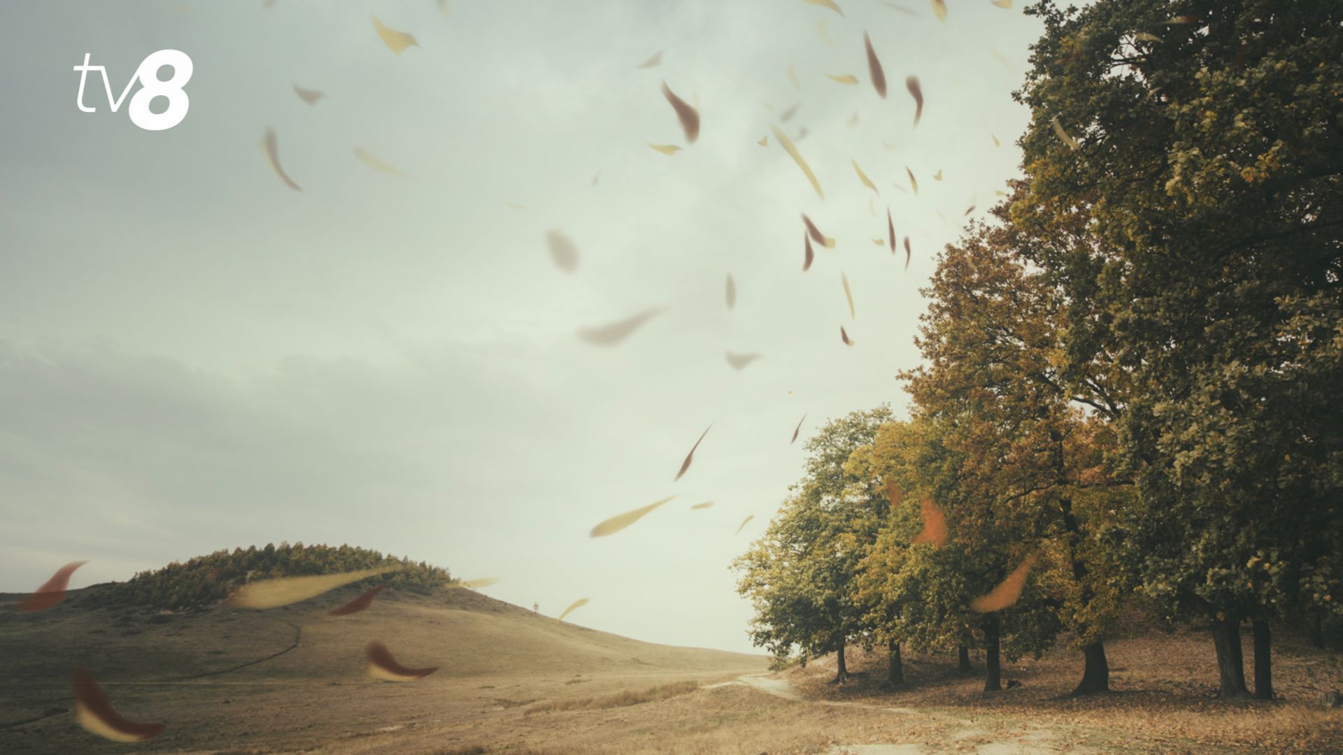 Alertă de vânt puternic! Când intră în vigoare codul galben emis de meteorologi