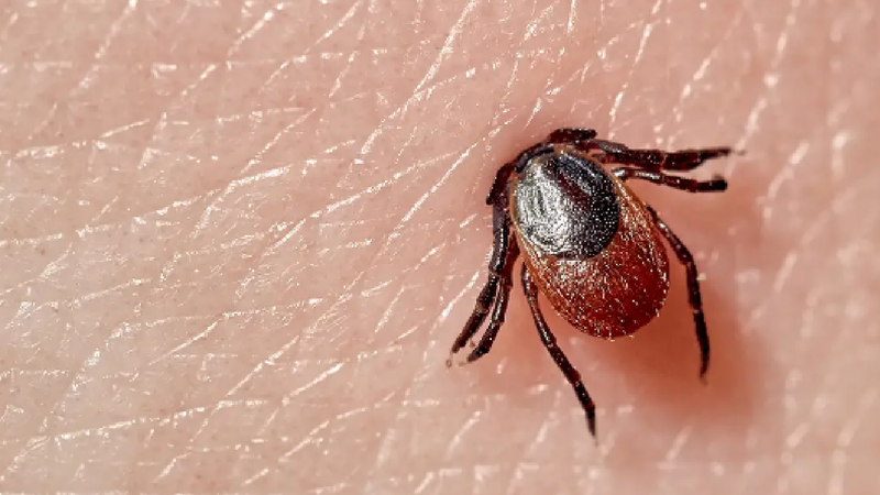 ULTIMA ORĂ! Primul caz de babesioză, înregistrat în Moldova, la o femeie revenită dintr-o țară africană - Realitatea.md ULTIMA ORĂ! Primul caz de babesioză, înregistrat în Moldova, la o femeie revenită dintr-o țară africană